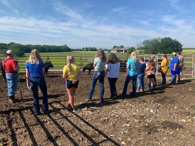 Local 4-Hers place in state livestock judging contest